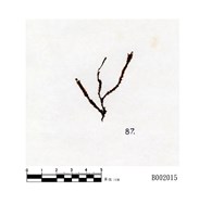 藏品(延葉羽蘚)的圖片